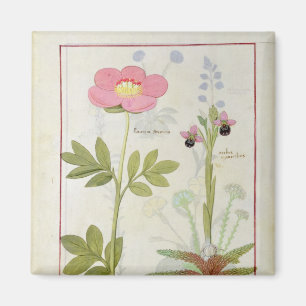 Paeonia oder Pfingstrose und Orchis myanthos Magnet