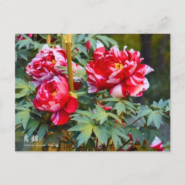 Paeonia "Shima-nishiki" [Postkarte] Postkarte (Vorderseite)