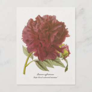 Paeonia suffruticosa 'deep blood-coloured moutan' postkarte