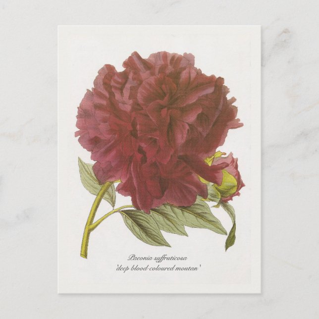 Paeonia suffruticosa "tiefblutfarbener Moutan" Postkarte (Vorderseite)
