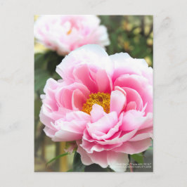 Paeonia"Tamahuyou"Postcard Postkarte