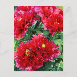 Paeonia "Zhushalei" [Postkarte] Postkarte