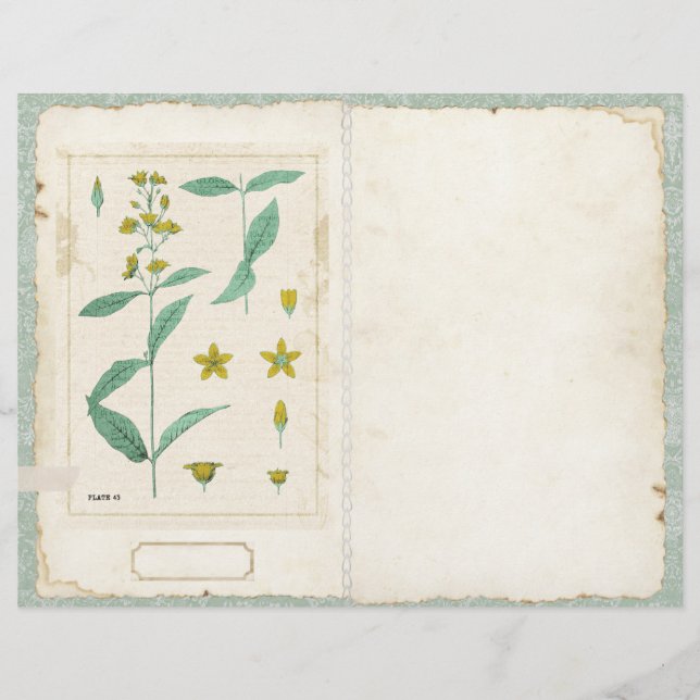 Page Fleur sauvage botanique - Journal du segment  (Devant)