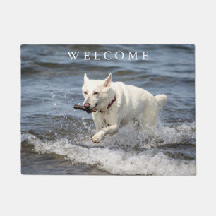 Paillasson Allemand blanc Shepard sur le lac George
