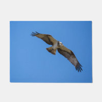 Balbuzard de vol avec une cible en vue