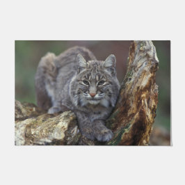 Paillasson Belle photo de Bobcat sauvage