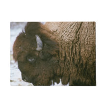 Bison américain