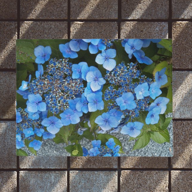 Paillasson Blue Lacecap Hydrangea Floral (In Situ)