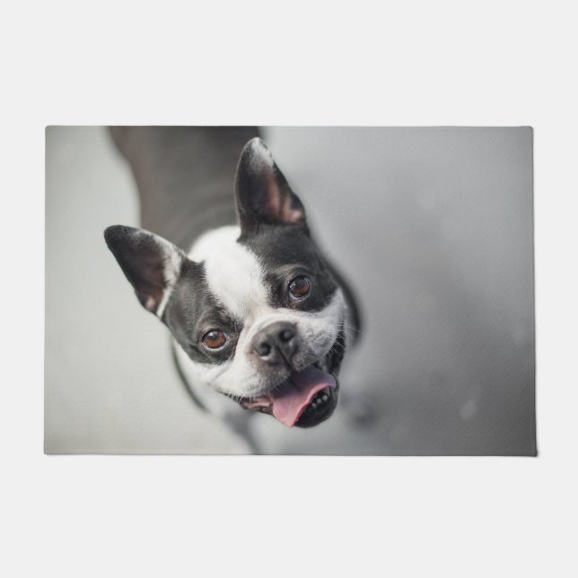 Paillasson Boston Terrier regarde (Devant)