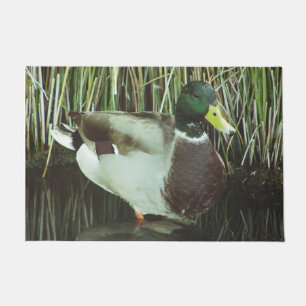 Paillasson Canard de Mallard Photo Lac Faune Nature Oiseau