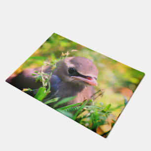 Paillasson Cèdre jaune mignon cire oiseau naissant