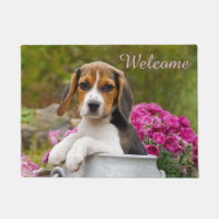 Chien mignon Beagle dans l'église du lait - Bienve