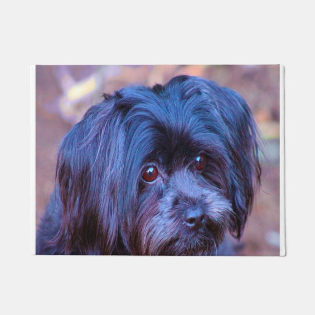 Paillasson Chih Tzu Chien. (Devant)