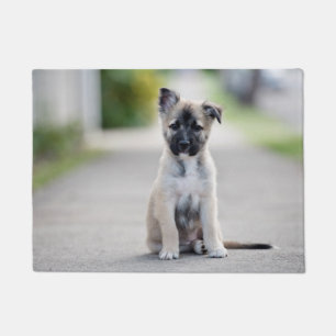 Paillasson Chiot allemand sur le sentier de randonnée