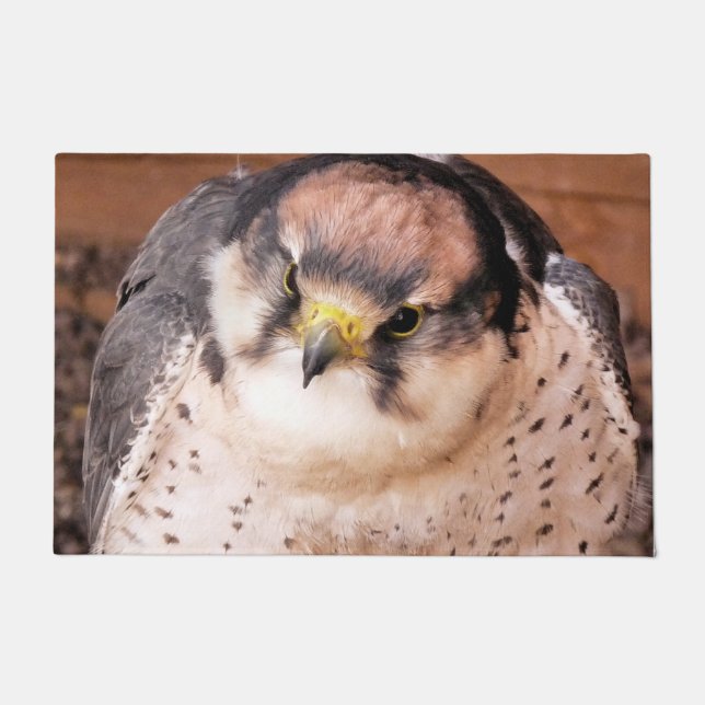 PAILLASSON FALCON BIRD DE PREY (Devant)
