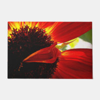 Fleur marguerite rouge gerbera photo audacieuse mo