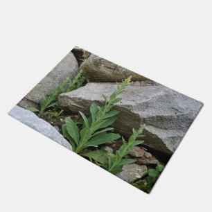 Paillasson Fleurs Mulleines Sauvages Entre Rochers