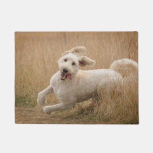 Paillasson Goldendoodle traverse l'herbe
