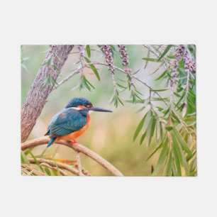 Paillasson Kingfisher Perché sur la branche