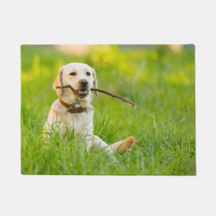 Paillasson Le Labrador Jaune se rapproche avec un bâton