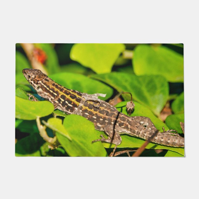 Paillasson Lézard italien (Devant)