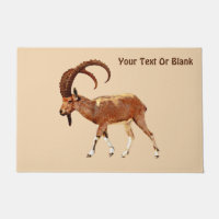 Nubian Ibex - Ein Gedi