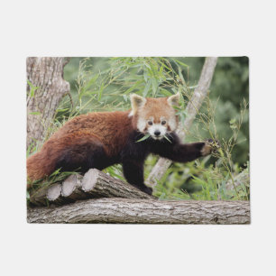 Paillasson Panda rouge photo, animaux 0234.