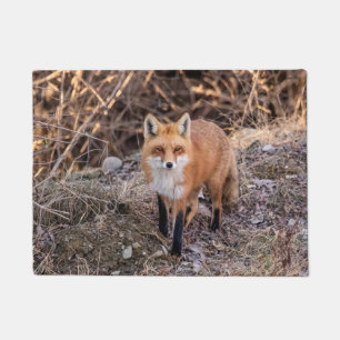 Paillasson Renard rouge rapproché et personnel