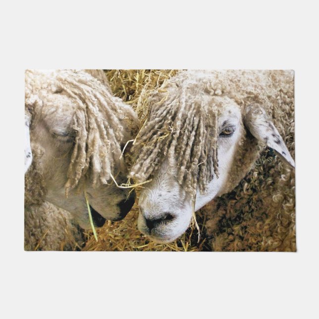 PAILLASSON SHEEP (Devant)