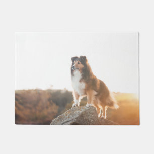 Paillasson Sheltie sur le protectng de falaise entendu