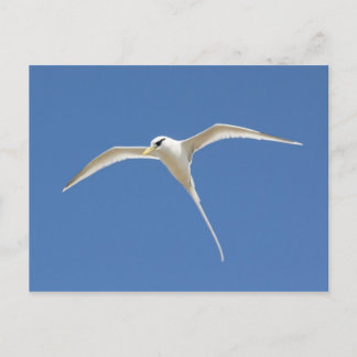 Paille-en-Queue Postkarte