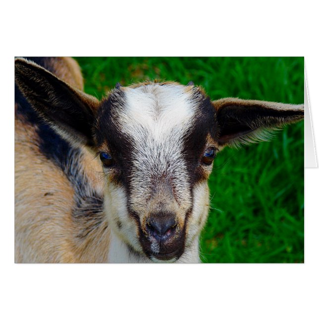 Paint (Vorderseite (Horizontal))