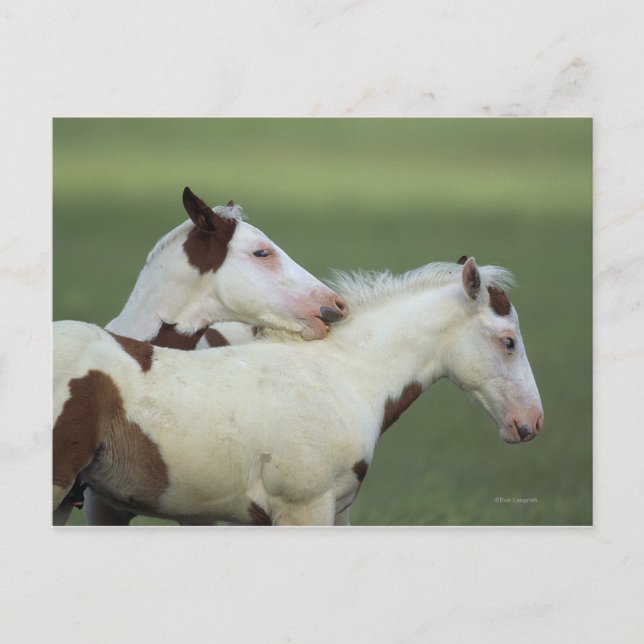 Paint Foals Playing Postkarte (Vorderseite)