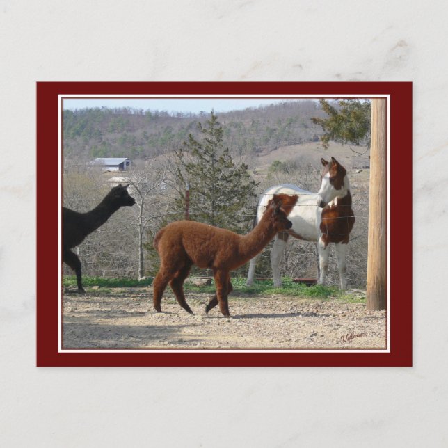 Paint Horse Alpaca Postkarte (Vorderseite)