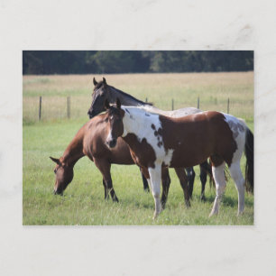 Paint Horse and Friends Postkarte