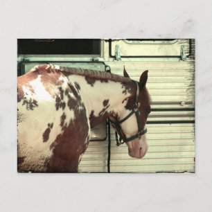 Paint Horse beim Anhänger Postkarte