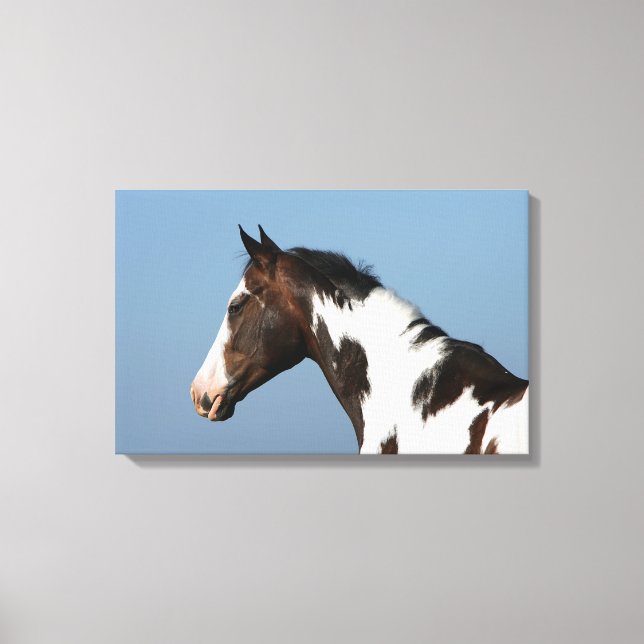 Paint Horse Headshot 1 Leinwanddruck (Vorderseite)
