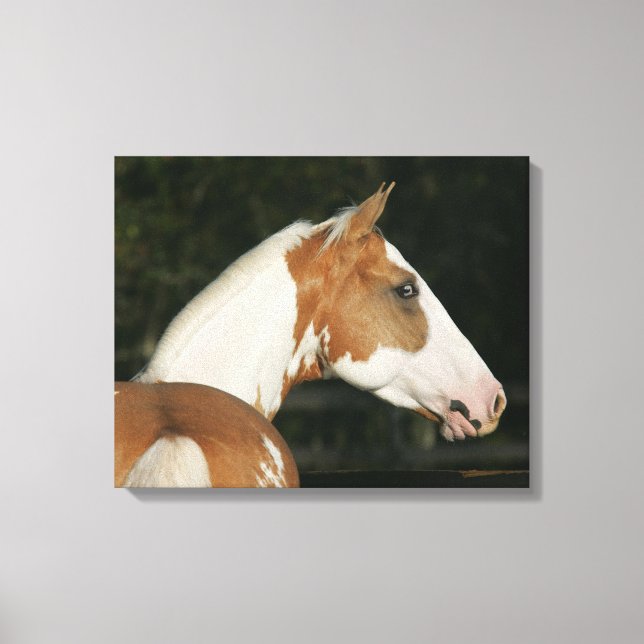 Paint Horse Headshot 2 Leinwanddruck (Vorderseite)
