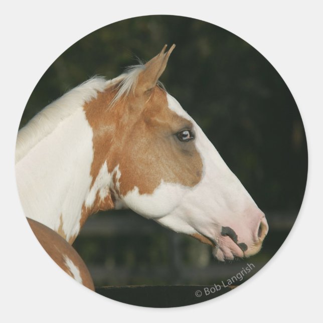 Paint Horse Headshot 2 Runder Aufkleber (Vorderseite)