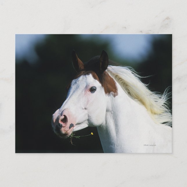 Paint Horse Headshot 3 Postkarte (Vorderseite)
