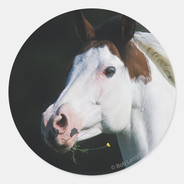 Paint Horse Headshot 3 Runder Aufkleber (Vorderseite)