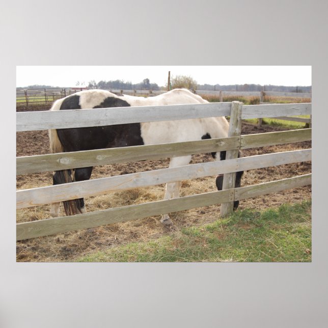 Paint Horse in Corral Poster (Vorne)
