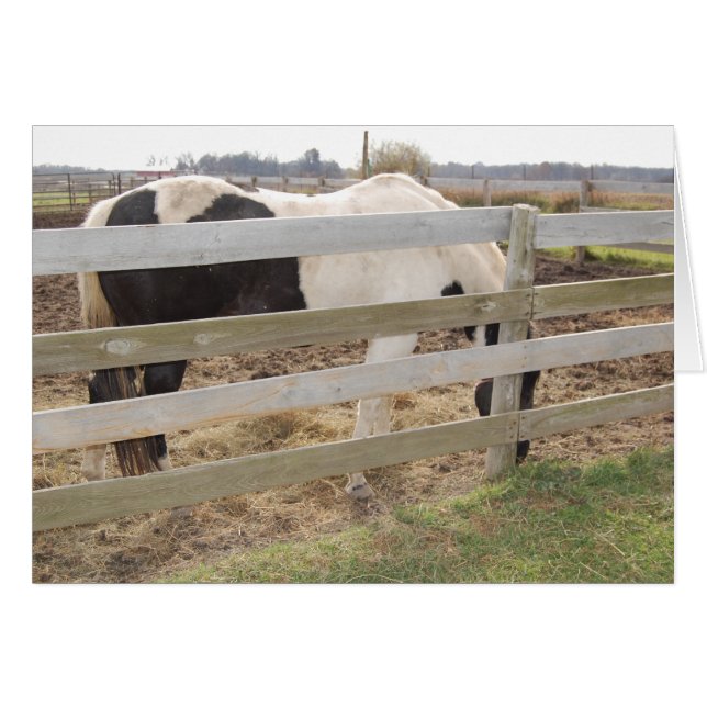 Paint Horse/Pinto (Vorderseite (Horizontal))