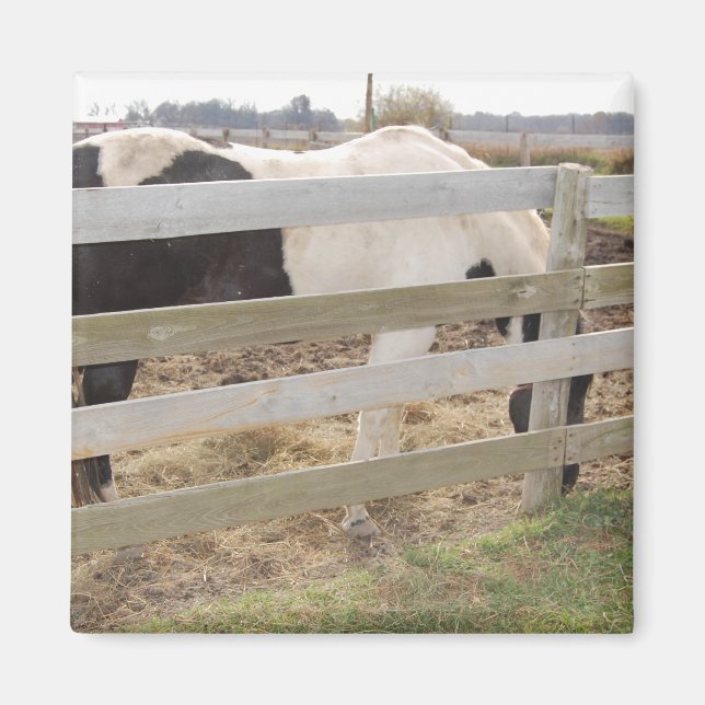 Paint Horse/Pinto Magnet (Vorne)