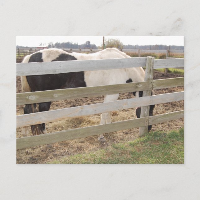 Paint Horse/Pinto Postkarte (Vorderseite)