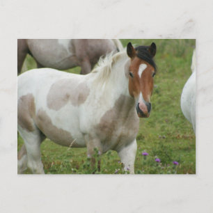 Paint Horse Postcard geklickt Postkarte