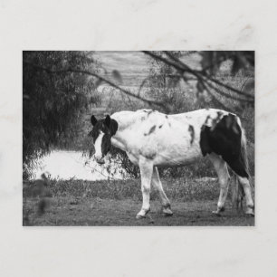 Paint Horse Postkarte