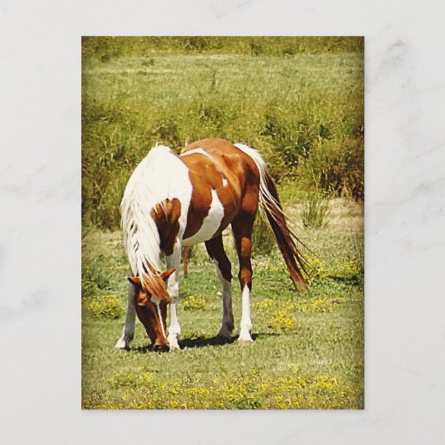 Paint Horse Postkarte (Vorderseite)