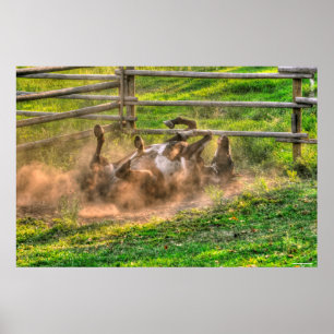 Paint Horse Rolling in Dust Funny Equine Foto Poster
