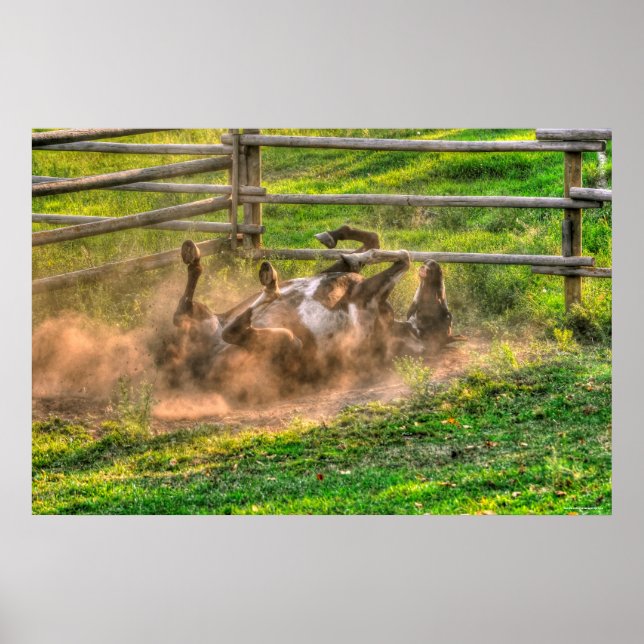 Paint Horse Rolling in Dust Funny Equine Foto Poster (Vorne)